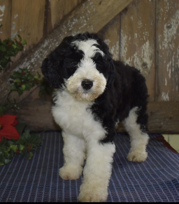 puppy, for, sale, Bernedoodle, Aaron S. King, Jr, dog, breeder, Honey Brook, PA, dog-breeder, puppy-for-sale, forsale, nearby, find, puppyfind, locator, puppylocator, aca